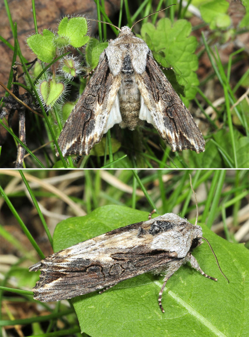 Egira conspicillaris